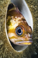 Rockfish hideout 